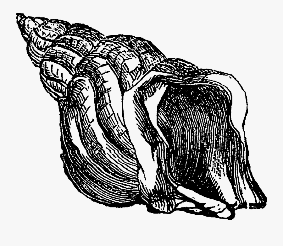 And, The Third Sea Shell Clip Art Is Of The Aptly Named, - Clip Art, Transparent Clipart