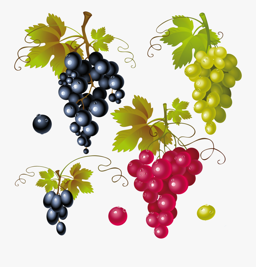 Grapes Clipart Concord Grape - Transparent Background Grape Png, Transparent Clipart