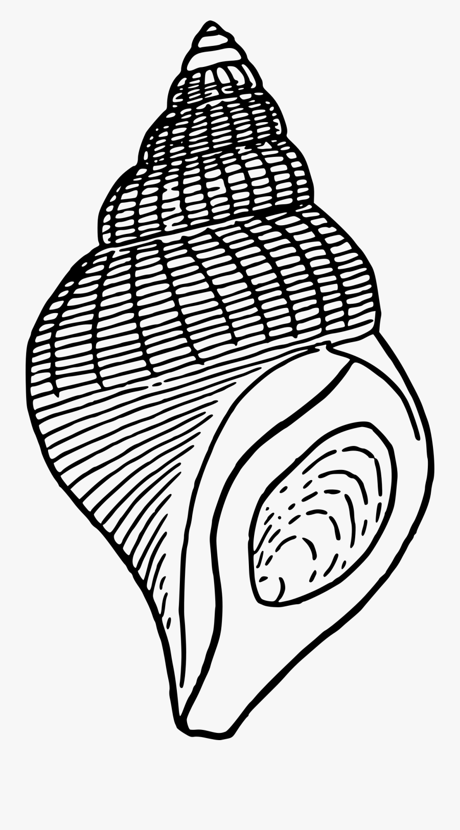 Seashell - 60 Hz Stroboscopic Disc, Transparent Clipart