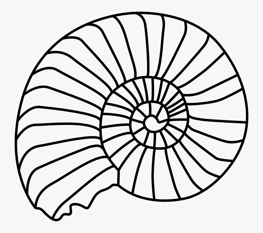 Fossils Drawing, Transparent Clipart