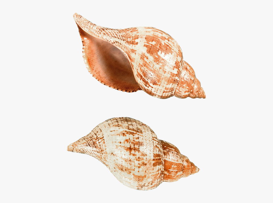 Seashell Png - Deniz Kabukları Png, Transparent Clipart