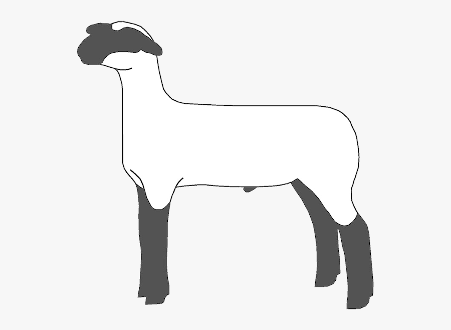If You Found This Page By Searching For Show Lamb Clip - Club Lamb Clipart, Transparent Clipart