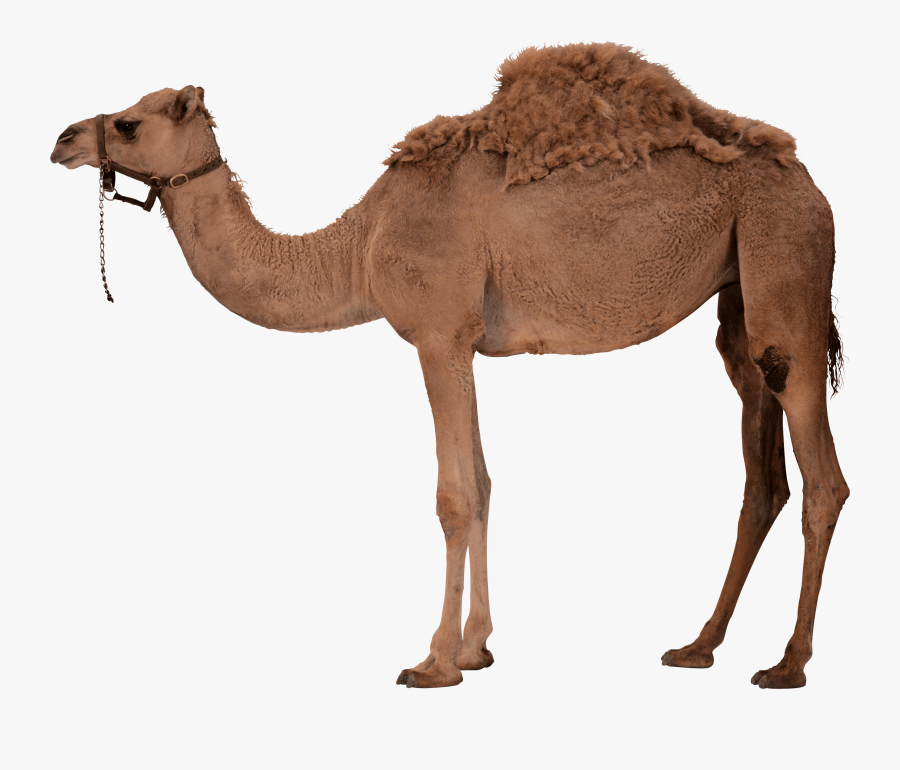 Camel Png, Transparent Clipart