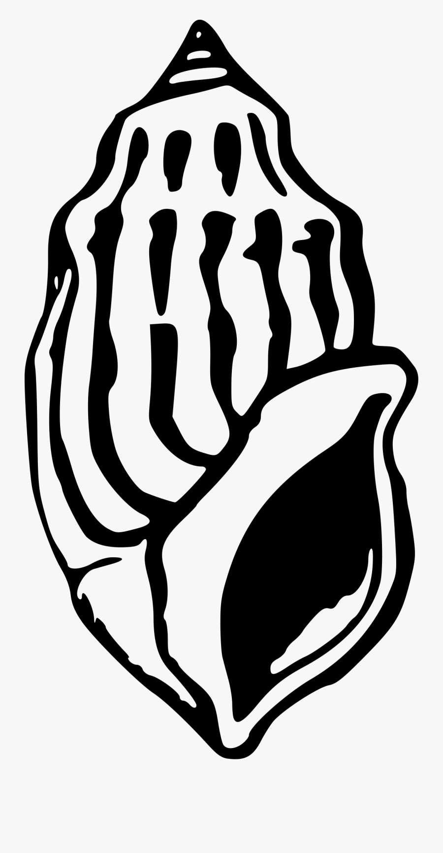 Transparent Seashell Png - Seashell, Transparent Clipart