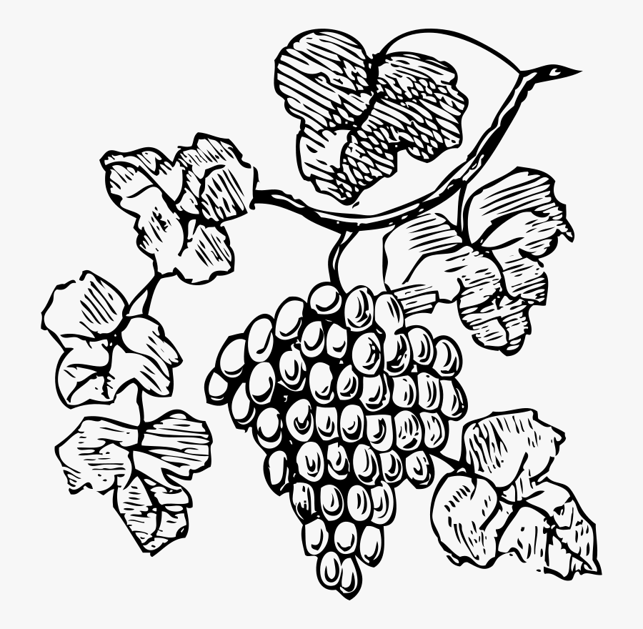 Grape Vine Clipart Black And White, Transparent Clipart