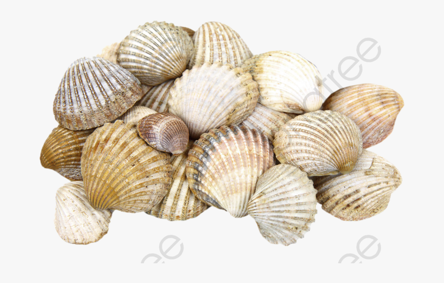 Un Montón De Conchas De Mar Shell Pila Pintado A Mano - Shells Transparent Background, Transparent Clipart