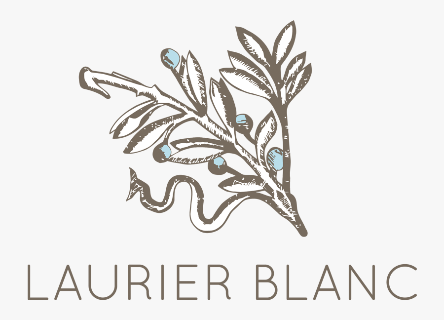 Laurier Blanc, Transparent Clipart