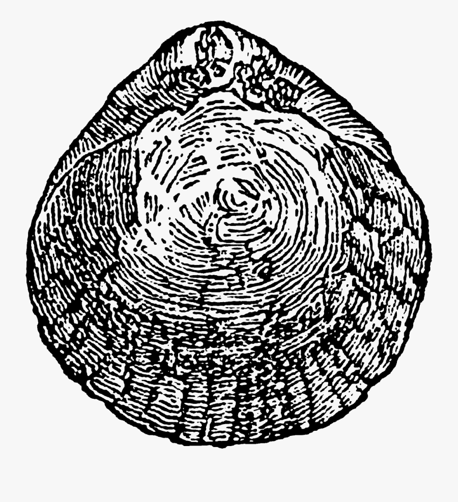 Circle, Transparent Clipart