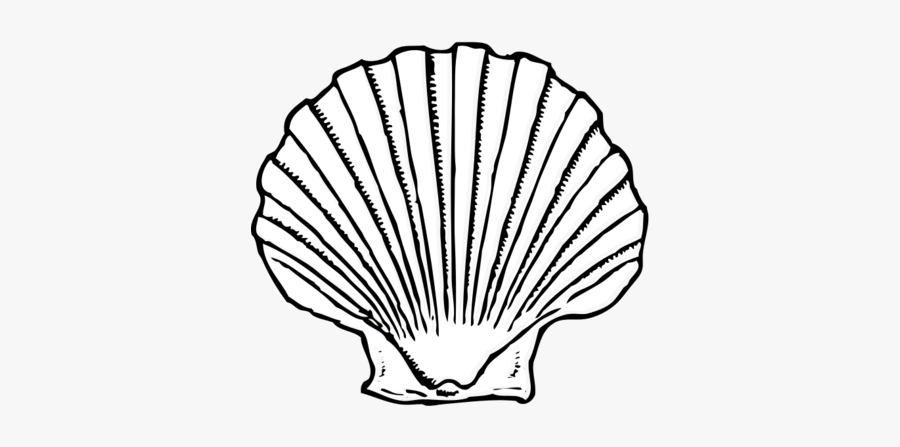 Seashells Clipart Black And White - Seashell Black And White, Transparent Clipart
