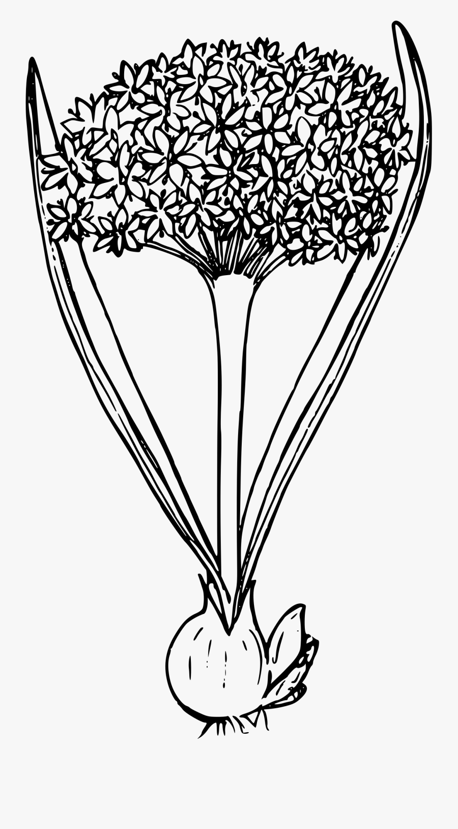 Blue Mountain Swamp Onion - Onion Plant Clipart Black And White, Transparent Clipart