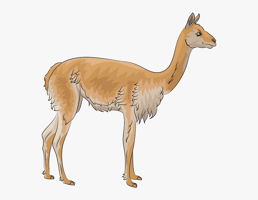 Llama, Transparent Clipart