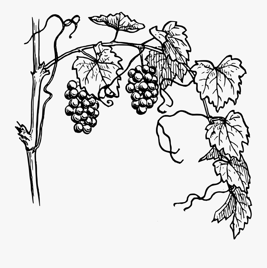 Grapevine Clipart - Vine Clipart Black And White, Transparent Clipart