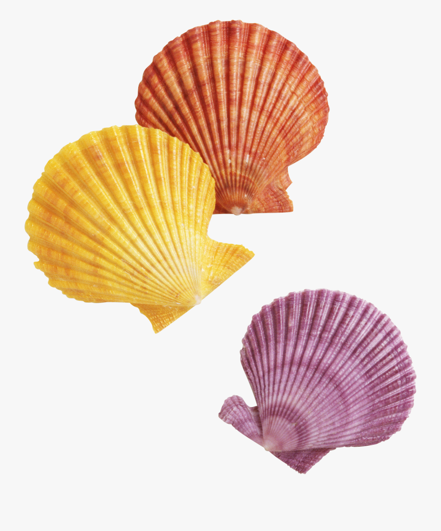 Transparent Background Seashells Clipart - Transparent Background Transparent Seashells, Transparent Clipart