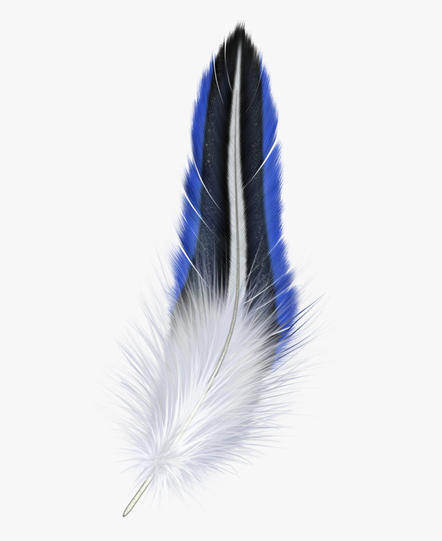 Blue And White Feather Clipart - Blue And White Feather, Transparent Clipart