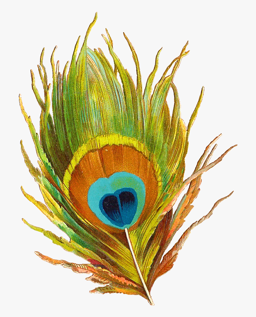 Peacock Feather Clipart Black And White, Transparent Clipart