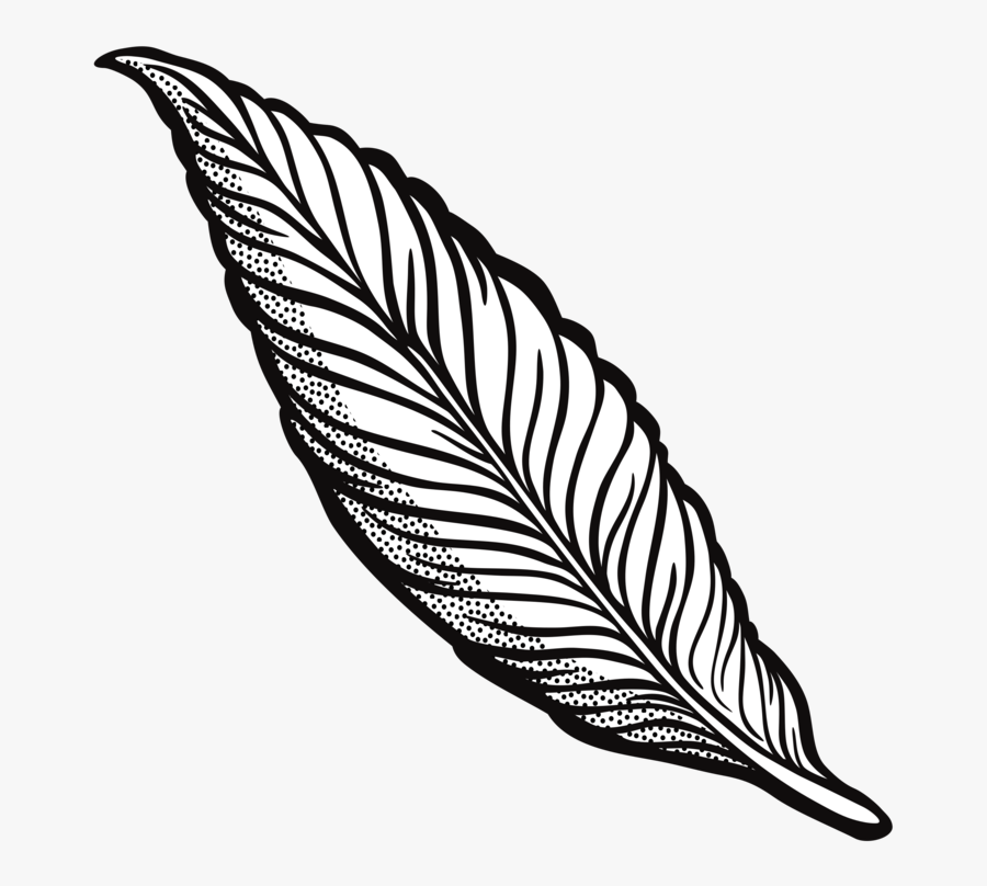 Feather Drawing Line Art Quill Cartoon - Transparent Feather Clipart, Transparent Clipart