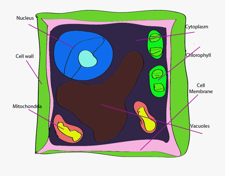 Hd Overview Stack Of Books Clip Art Free Open Book - Plant Cell Clipart Labeled, Transparent Clipart