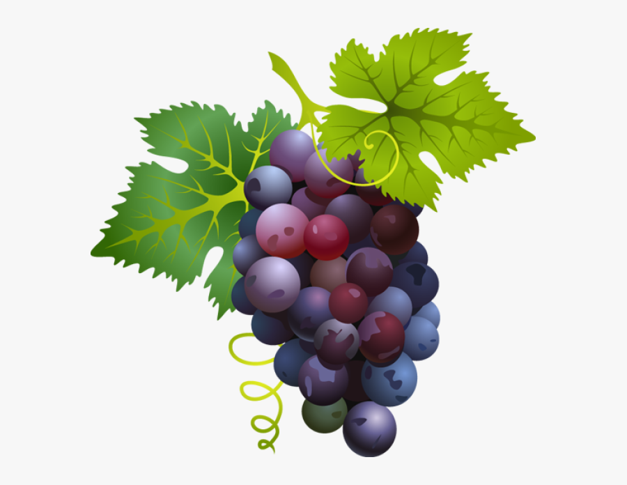 Grapes Clipart, Transparent Clipart