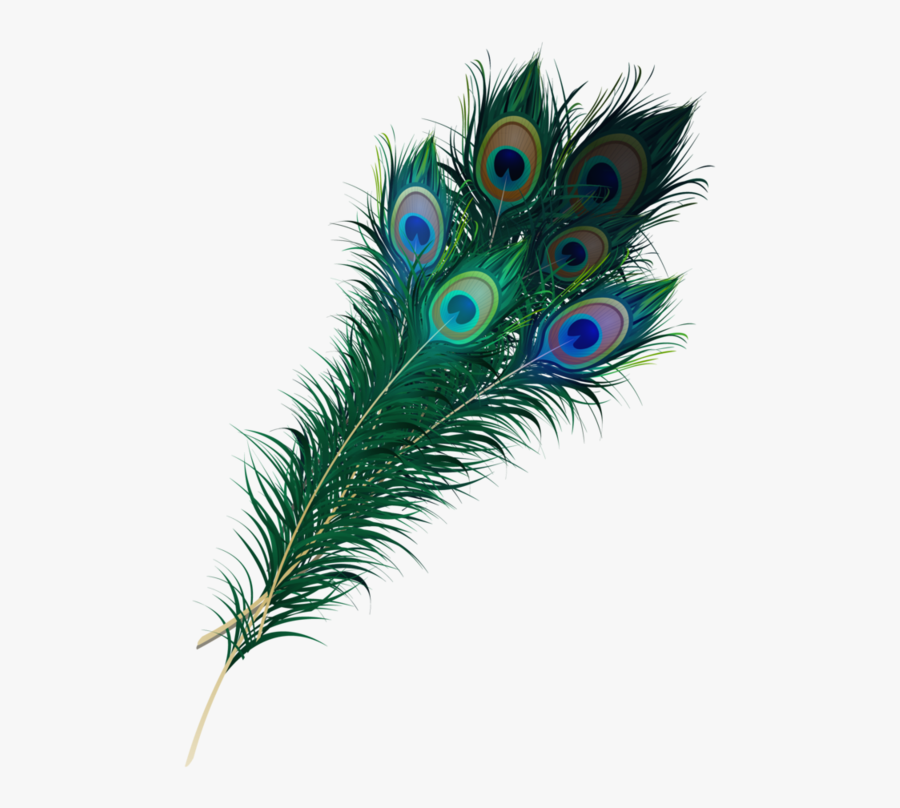 Thumb Image - Peacock Feather Feather Png, Transparent Clipart