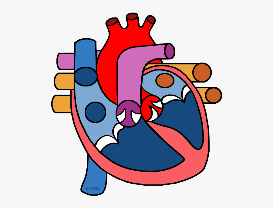 Science Clip Art By Phillip Martin - Heart Circulatory System Clipart, Transparent Clipart
