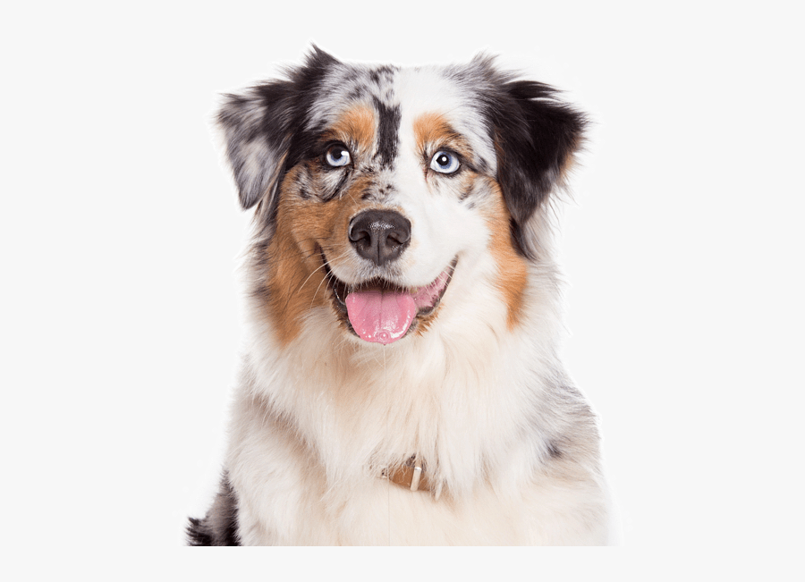 Clip Art Border Collie And Australian Shepherd Mix - Adult Australian Shepherd Price, Transparent Clipart