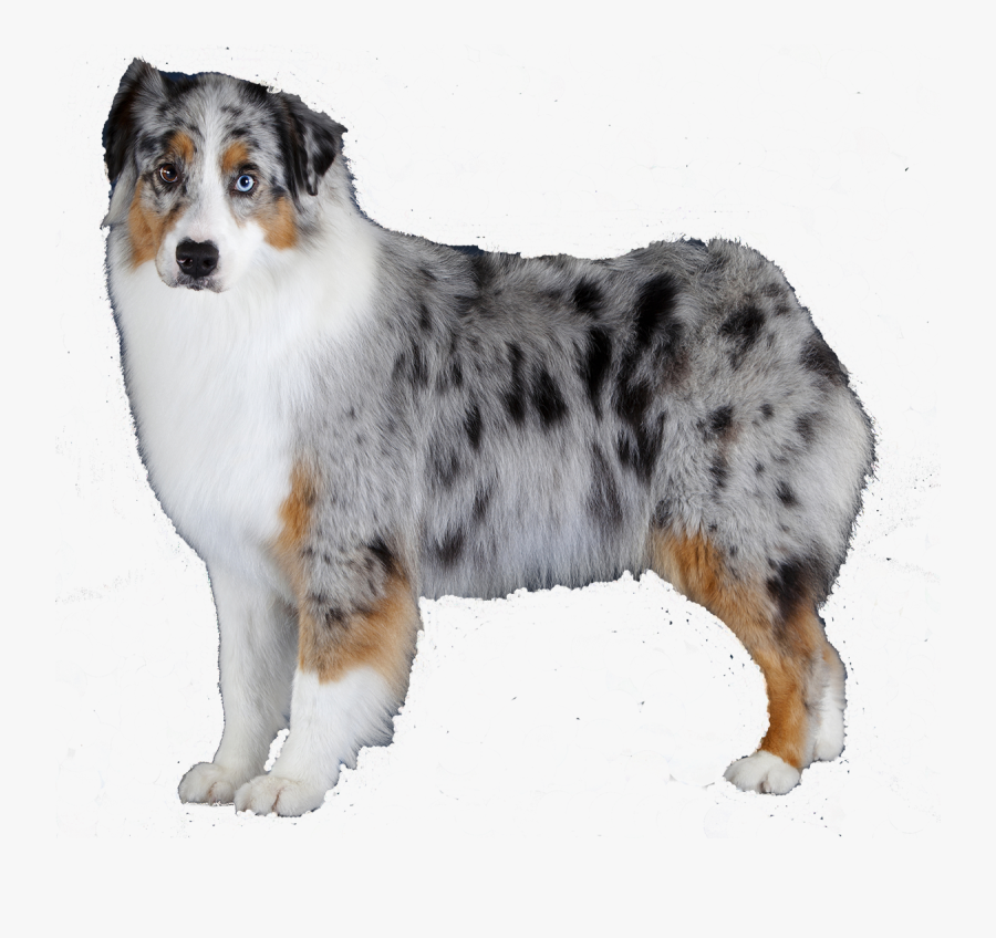 Clip Art What S Your Favorite - Blue Merle Australian Shepherd Colors, Transparent Clipart