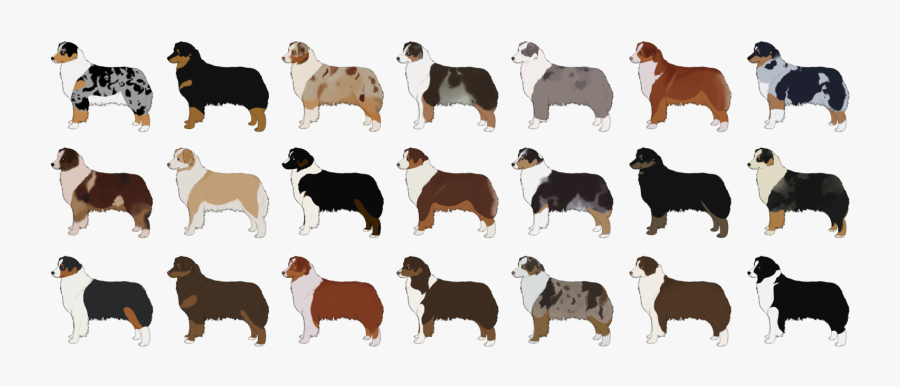 The Australian Shepherd - Australian Shepherd German Shepherd Border Collie, Transparent Clipart