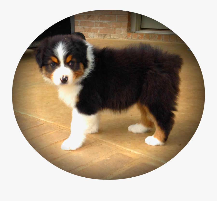 Clip Art Free Download Puppies Transparent Australian - Australian Shepherd Puppy Girl, Transparent Clipart