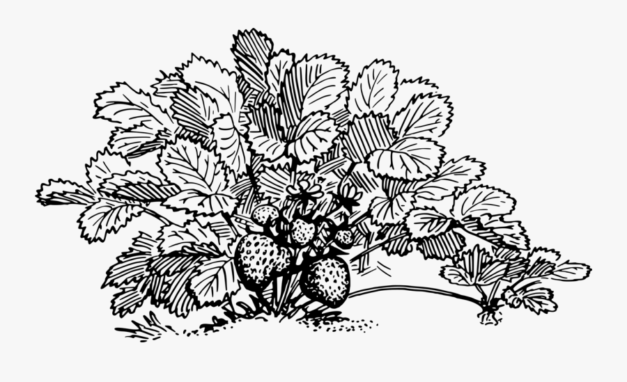 Art,monochrome Photography,monochrome - Black And White Strawberry Plant Clipart, Transparent Clipart