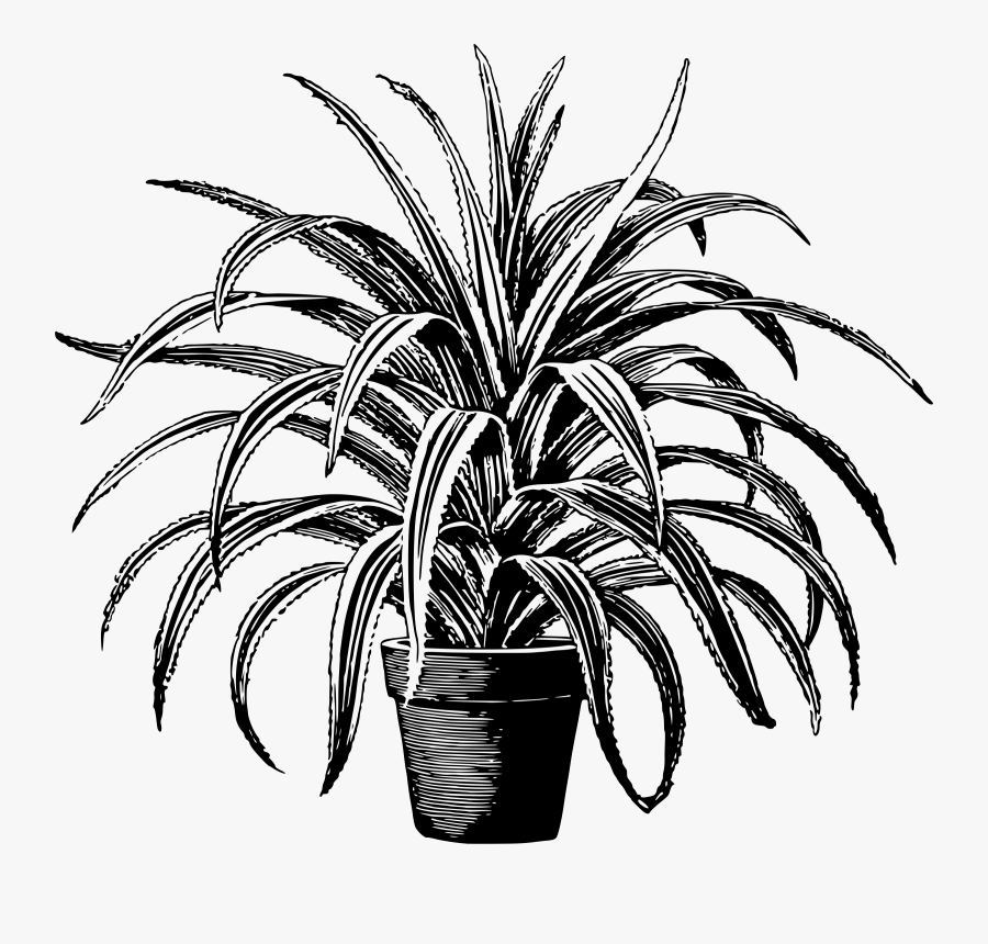 Transparent Short Clipart - Plants Clipart Black And White, Transparent Clipart