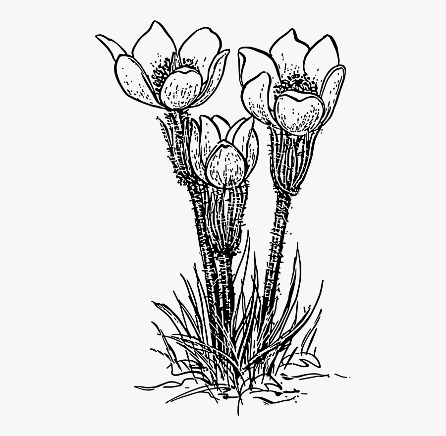 Crocus 1 - Prairie Crocus Black And White, Transparent Clipart