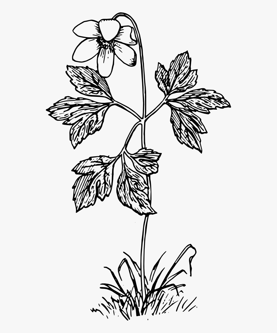 Anemone Black White Line Art Coloring Book Colouring - Flower Plant Clipart Png Black And White, Transparent Clipart