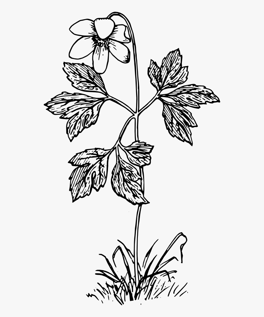 Anemone Black White Line Art Coloring Book Colouring - Flower Plant Clipart...