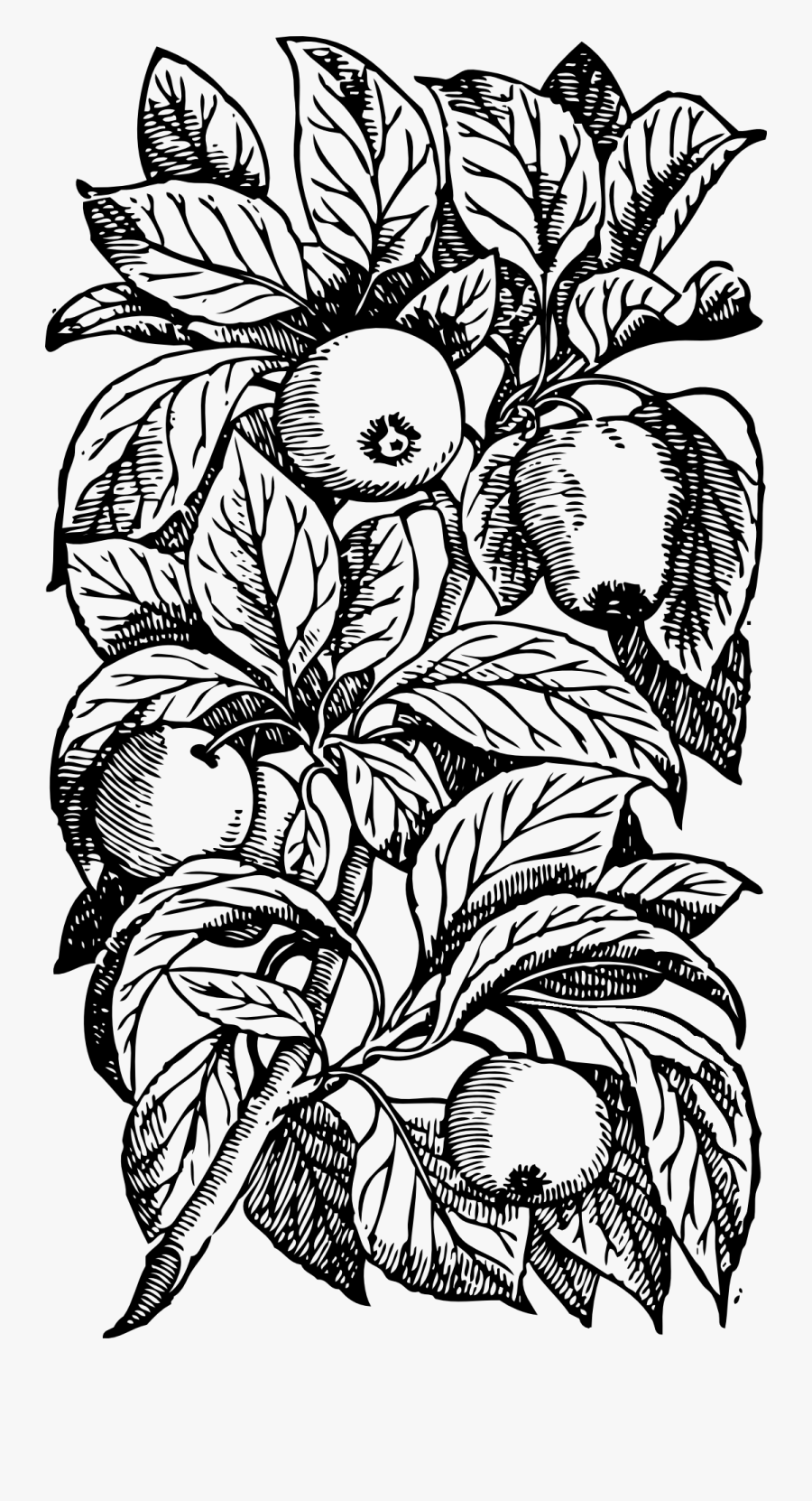 Transparent Tree Branch Png - Cuentos Cortos De Los Hermanos Grimm, Transparent Clipart