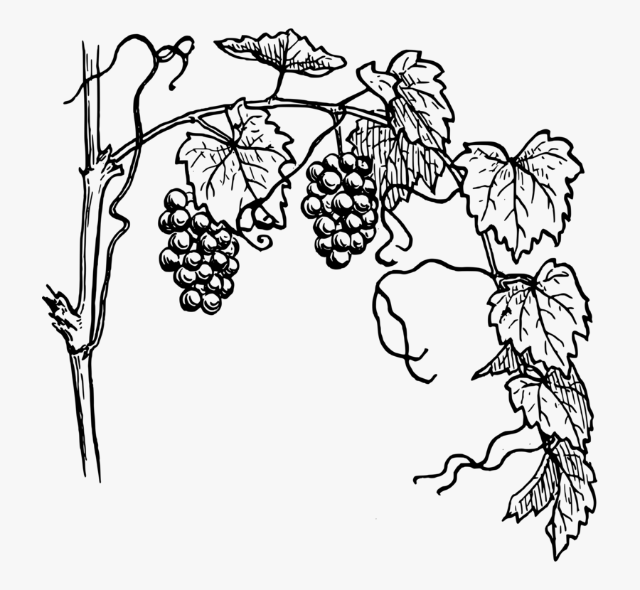 Grapes Clipart Black White Grape Plant - Clipart Grapevine, Transparent Clipart