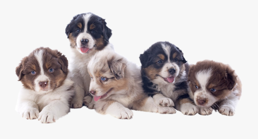 Mini Australian Shepherd Puppies Available In Phoenix - Miniature Australian Shepherd Tucson, Transparent Clipart