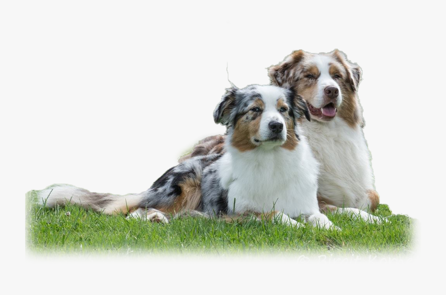 Transparent Australian Shepherd Png - Australian Shepherd Png, Transparent Clipart