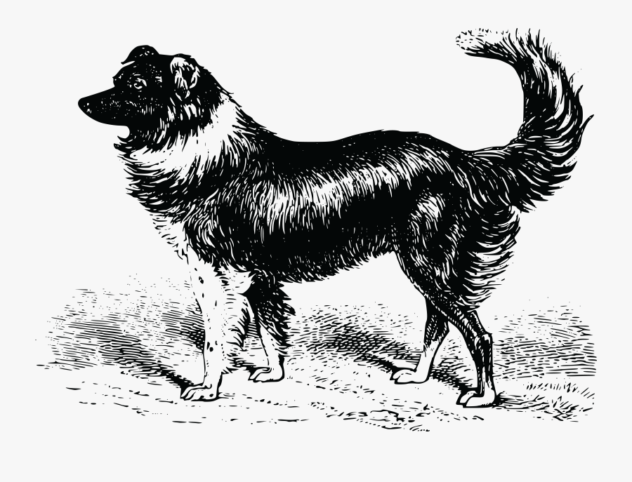 Tail,paw,monochrome Photography - Rough Collie, Transparent Clipart