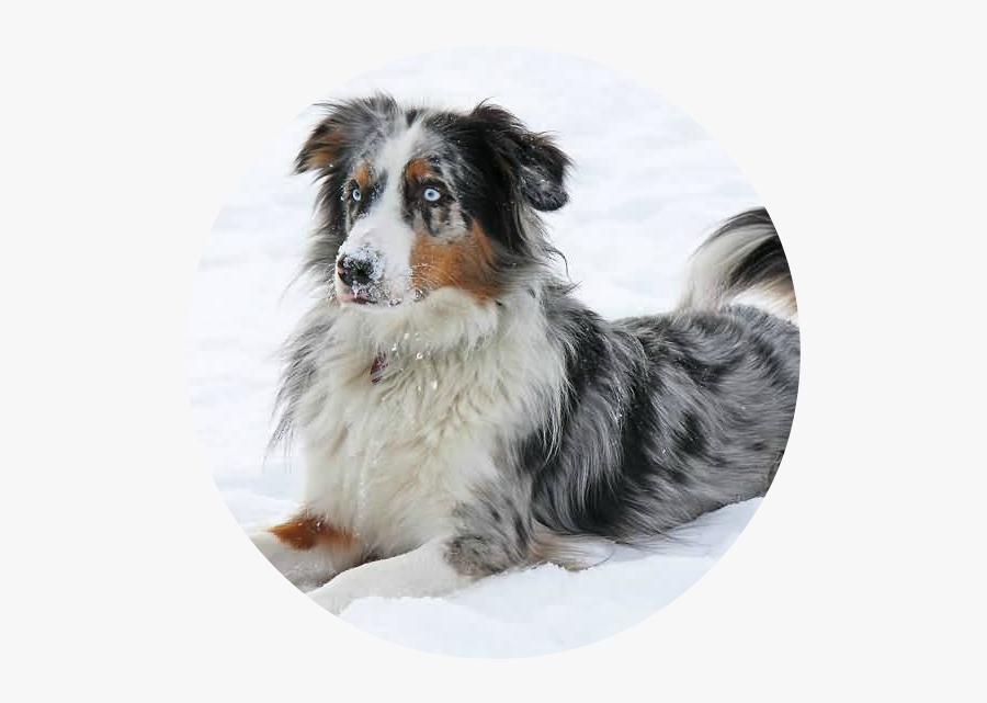 Australian-shepherd - Australian Shepherd Dog In Snow, Transparent Clipart