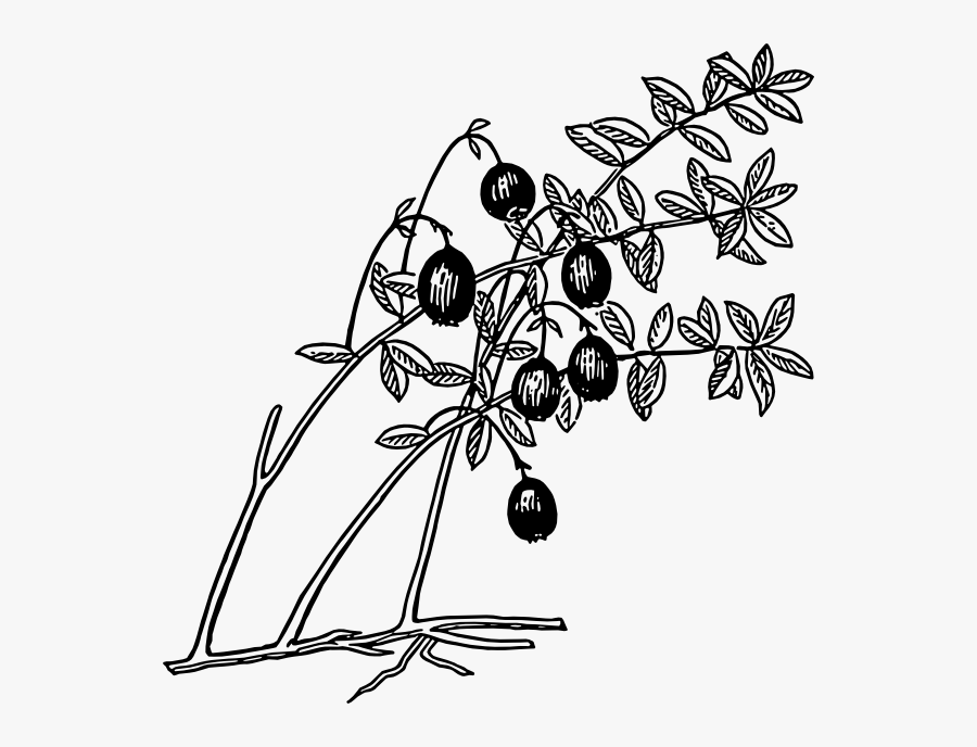 Guava Tree Clipart Black And White, Transparent Clipart