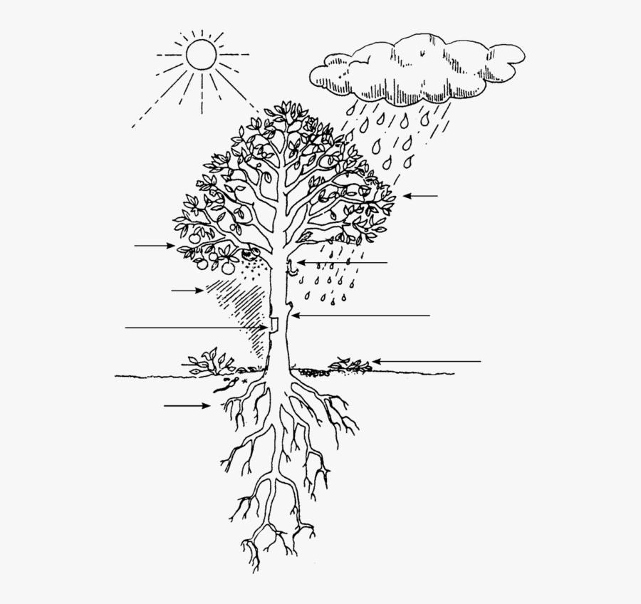 Clipart Black And White Library Forests And Health - Tree With Roots And Sun, Transparent Clipart