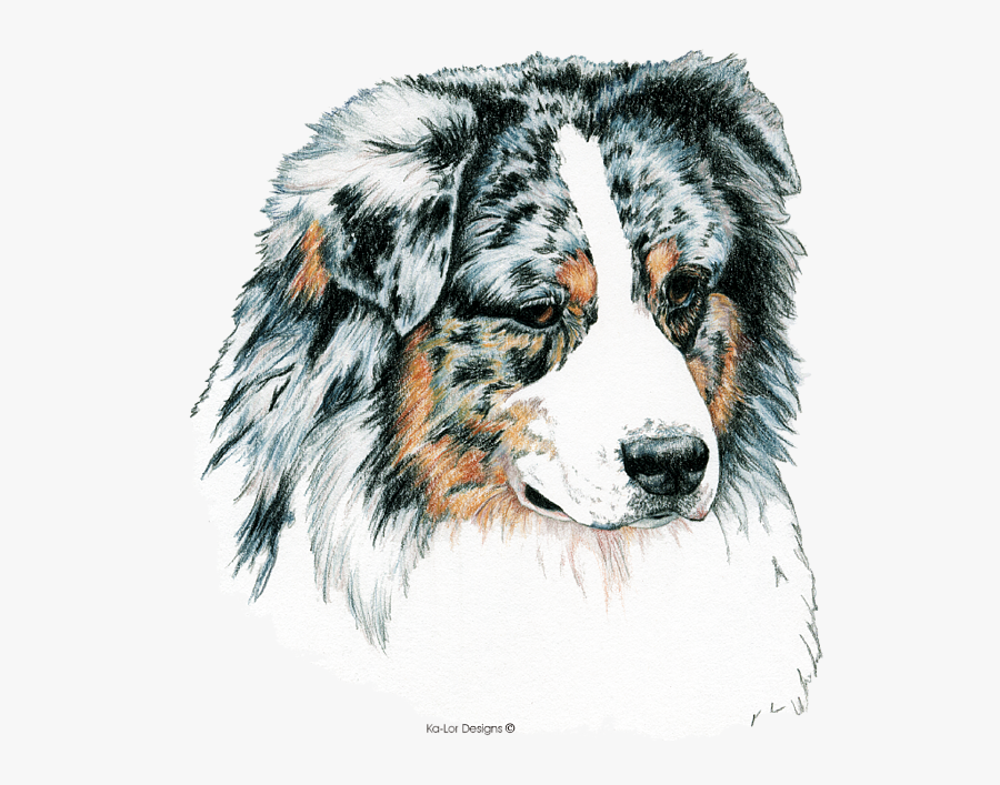Australian-shepherd - Australian Shepherd Blue Merle, Transparent Clipart