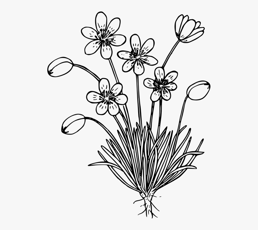 Wildflower Flowering Plant Clipart - Wild Flower Png Draw, Transparent Clipart