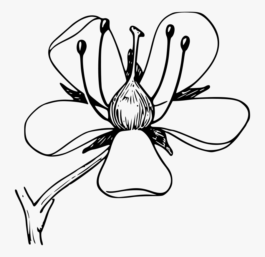 Plant Clipart Diagram - Draw An Azalea Flower, Transparent Clipart