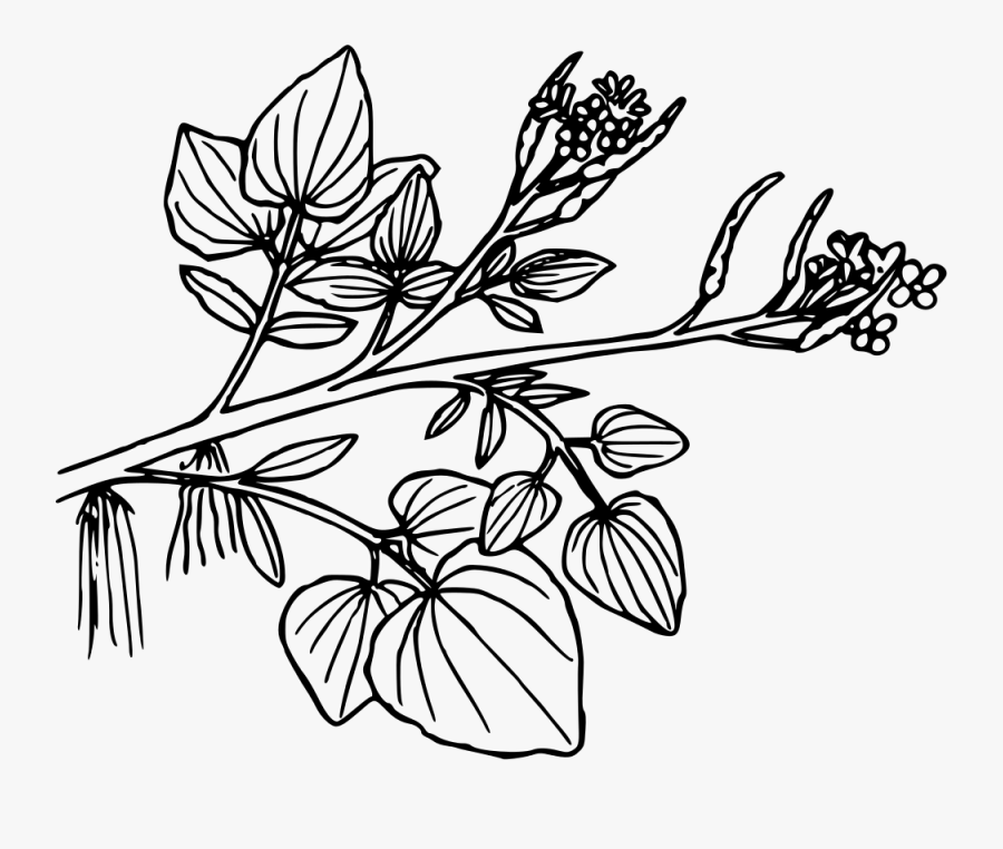 Symmetry,monochrome Photography,petal - Watercress Clip Art, Transparent Clipart