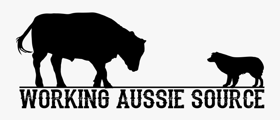 Australian Shepherd Herding Silhouette, Transparent Clipart