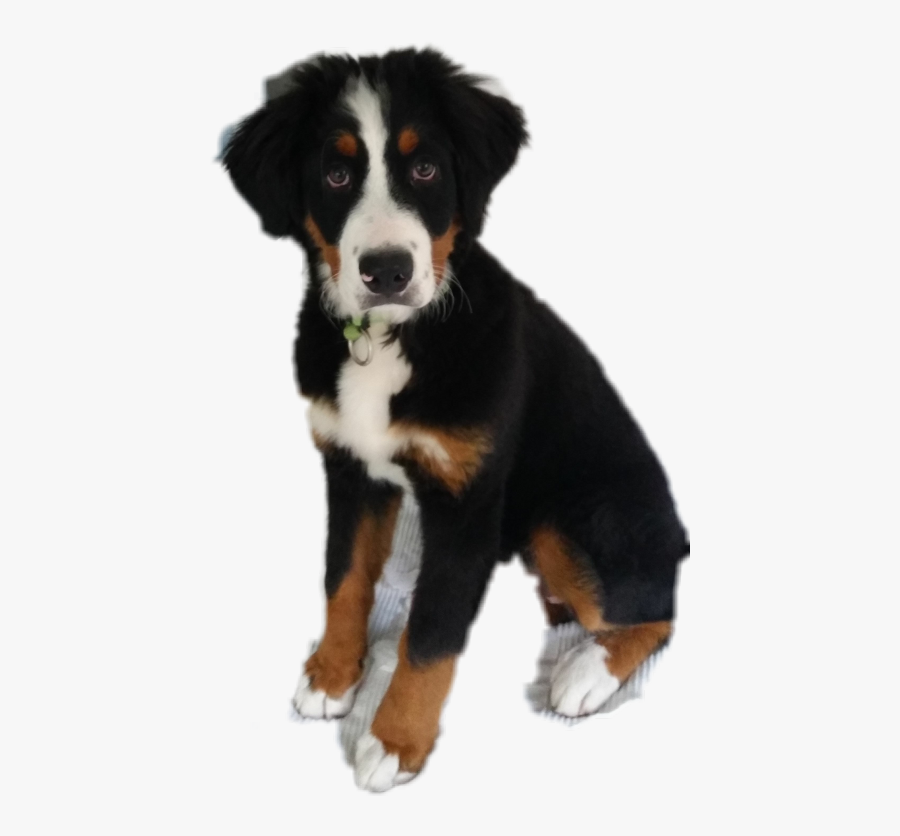 The Newest Obedience Stickers On Picsart - Bernese Mountain Dog, Transparent Clipart