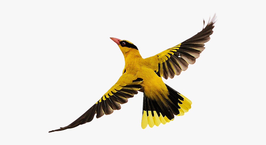 Birds Flying Png Download - Png Image Png Birds Flying, Transparent Clipart