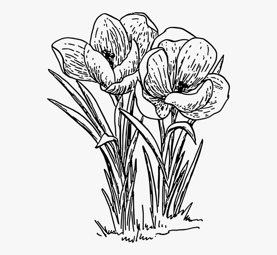Petal,line Art,plant - Crocus Clip Art Black And White, Transparent Clipart