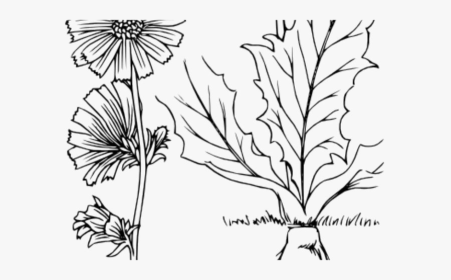 Plant Clipart Outline - Plant Outline, Transparent Clipart